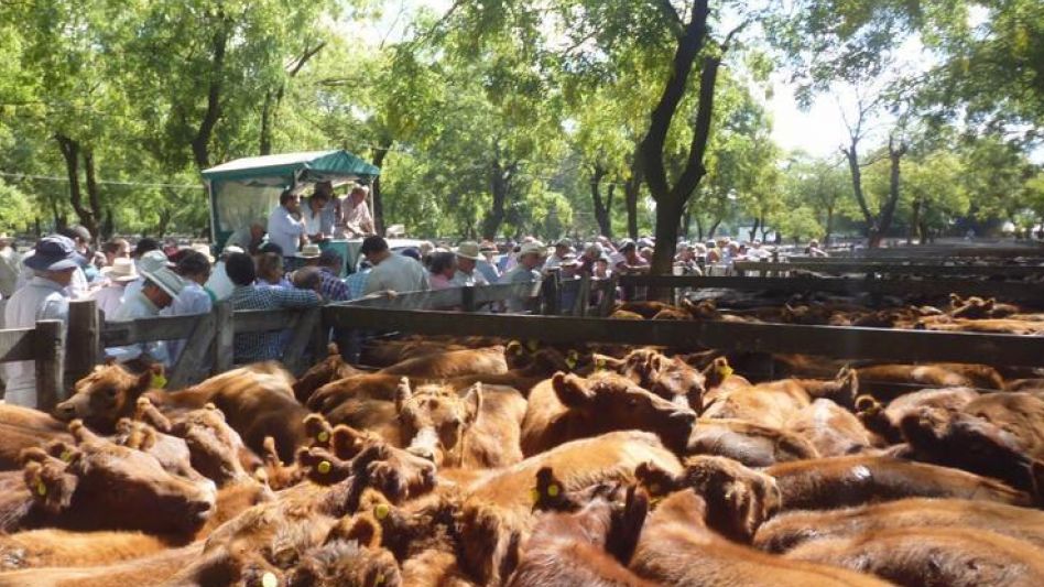  Con 7.000 vacunos sobresalen los Destetes Angus en la SRA.