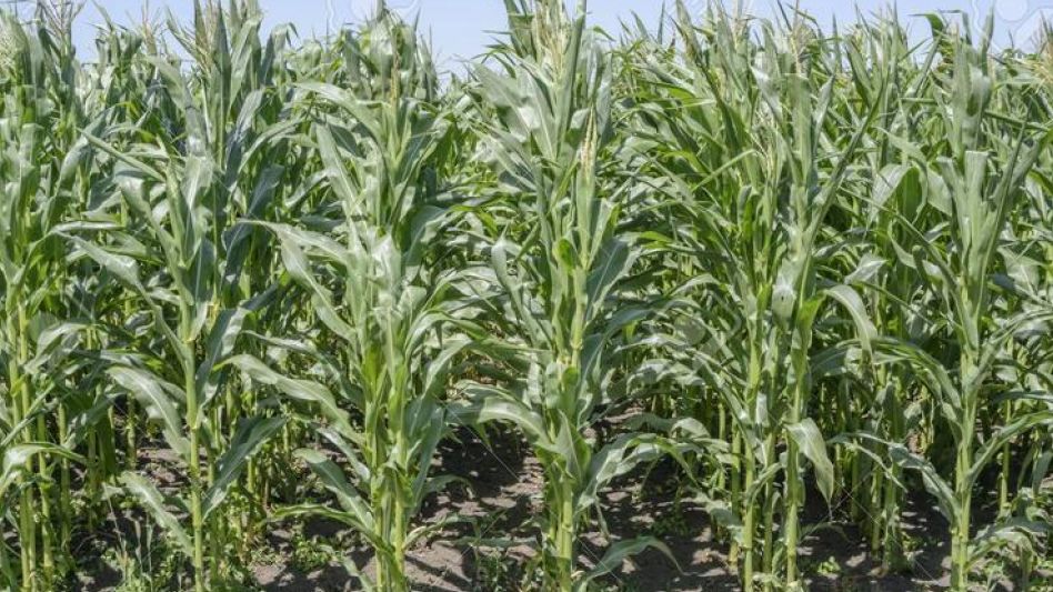 El maíz mejoró con las lluvias y se   mantiene la estimación de cosecha