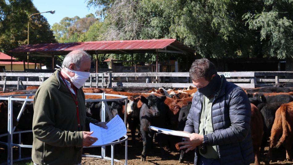 Andrés Arístegui y Juan I. Goenaga colocando de manera particular 2.300 animales para todos los destinos.