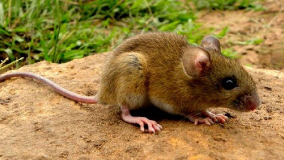 Confirman dos muertes y 13 casos de hantavirus en la provincia de Buenos Aires