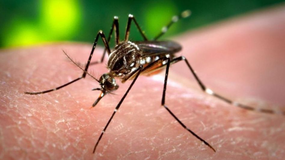 Medidas preventivas contra el dengue