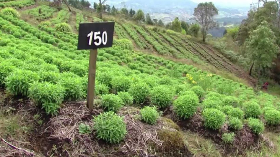 La producción de hierbas aromáticas representa una oportunidad para emprendedores con gran potencial de consumo a nivel regional, nacional e internacional.