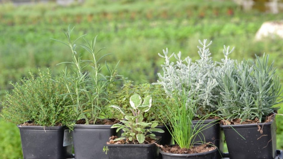 Producción de aromáticas: una alternativa innovadora con gran potencial de consumo