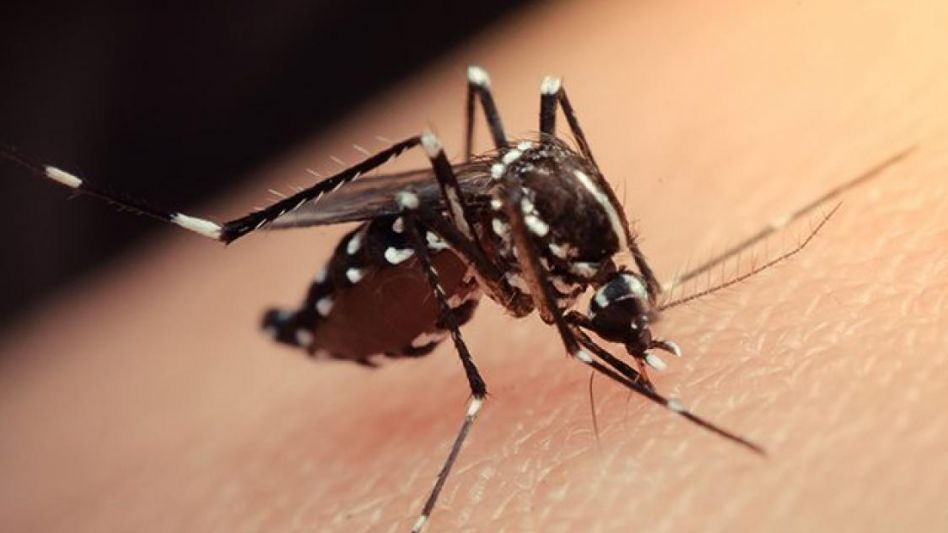 El dengue sin freno: más de 32.000 casos y 24 muertes desde julio