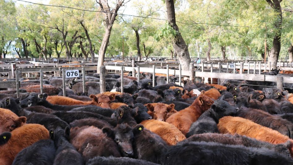 El encierre de Néstor I. Goenaga y Cía., con 2.450 animales vendidos físicamente.    
