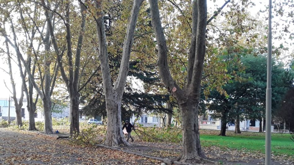  Poda en el Parque Municipal