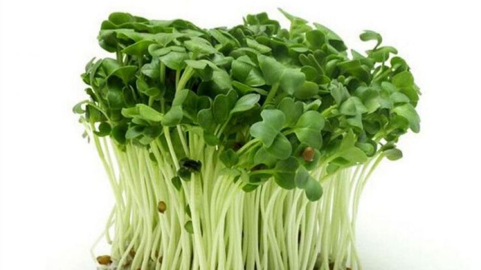 Microgreens listos para cosecha. (FUENTE: MYMICROGREEN)