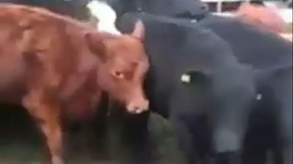 Los animales se encontraban encerrados y varios fallecieron producto de la fuerte actividad eléctrica que azotó a la región.