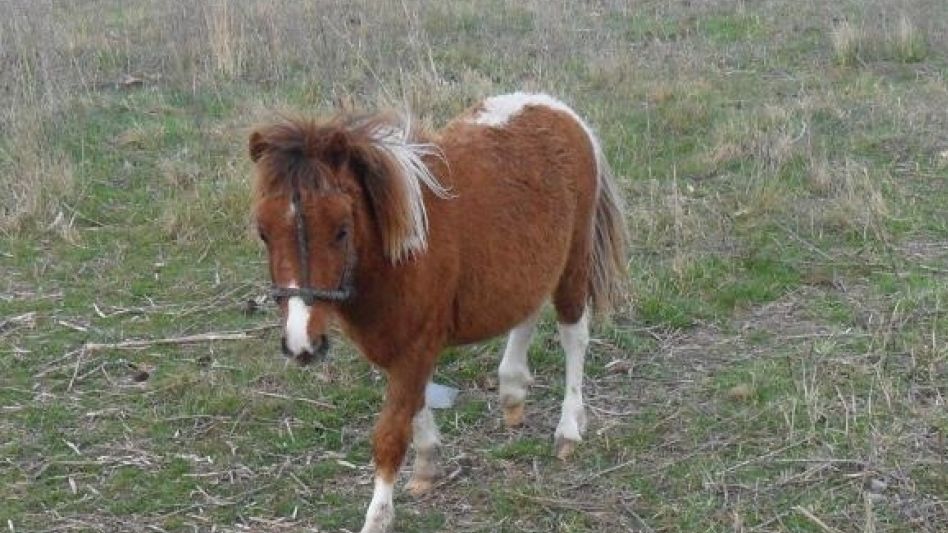 El pony robado de la chacra y después carneado. El damnificado por lo sucedido se lo había regalado a su nieto.  FOTO GENTILEZA: FAMILIA SEQUEIRA