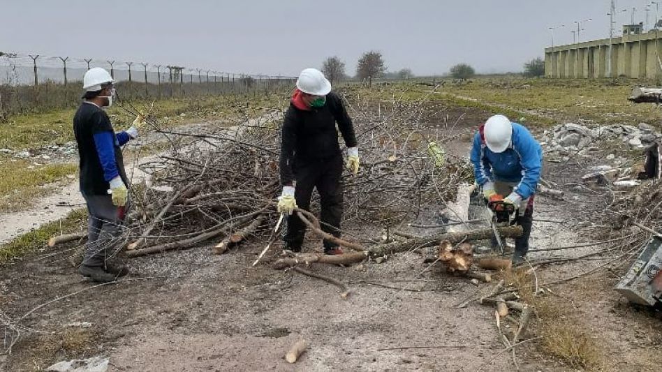 Las ramas y los troncos de la poda de los árboles que realiza la Secretaría de Servicio Urbanos de General Alvear son llevados al penal en camiones. PRENSA SPB