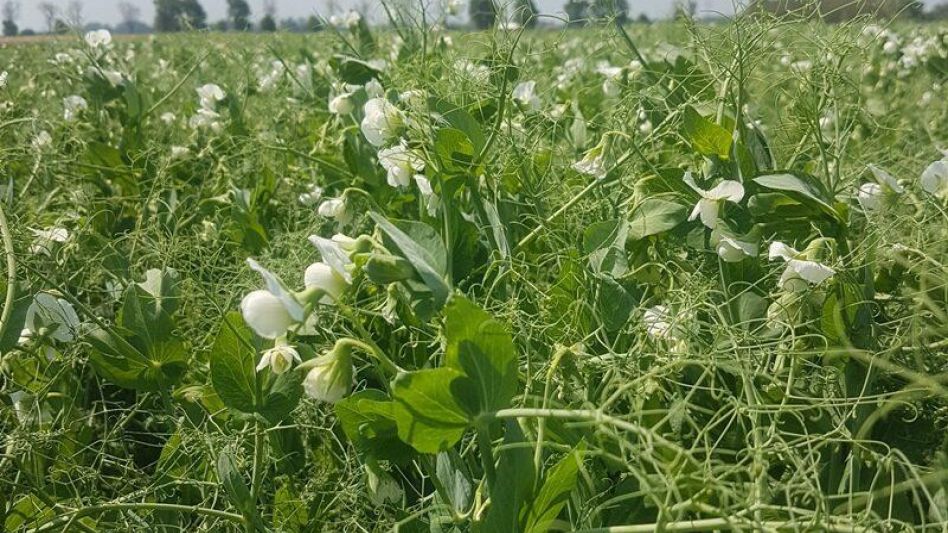 La cadena agroalimentaria arveja está intensificando su posicionamiento en el mercado internacional. INTA