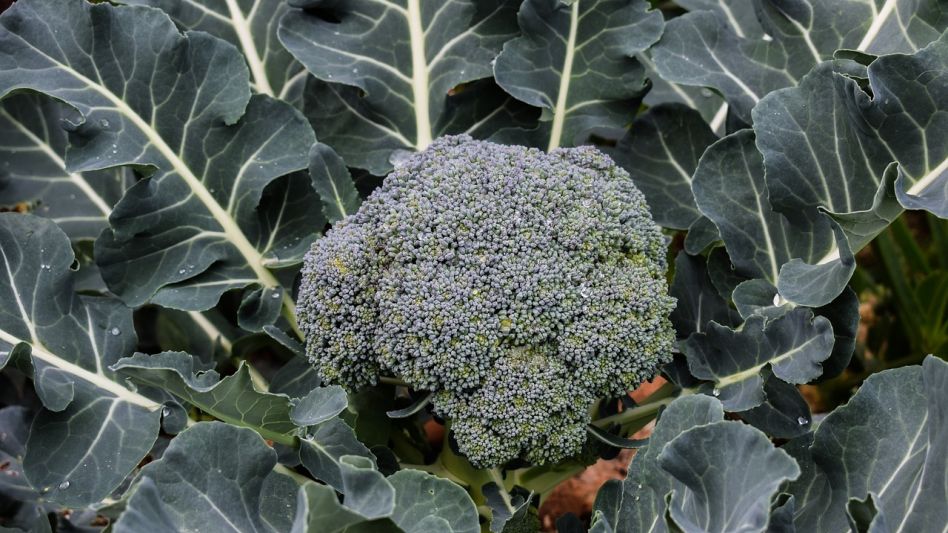 El brócoli es una hortaliza cuyo consumo se viene expandiendo, a nivel nacional y global. GUSTAPEDIA.IT