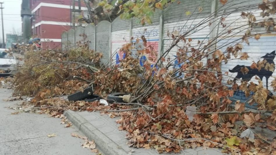 Ramas que ya se convirtieron en un problema