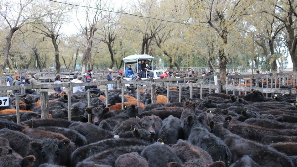  Jaula completa de AA Marca Líquida y un máximo de $24.800 en la venta de Néstor I. Goenaga y Cía.