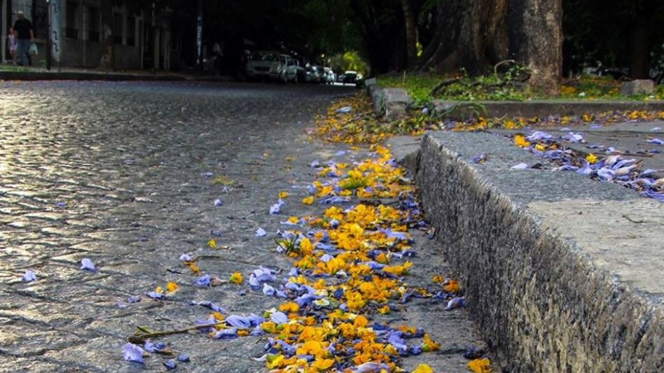 Día del Árbol: cuatro destinos para conocer a través de sus parques y jardines