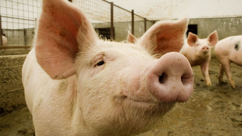 Científicos identificaron en China otro virus respiratorio con potencial pandémico