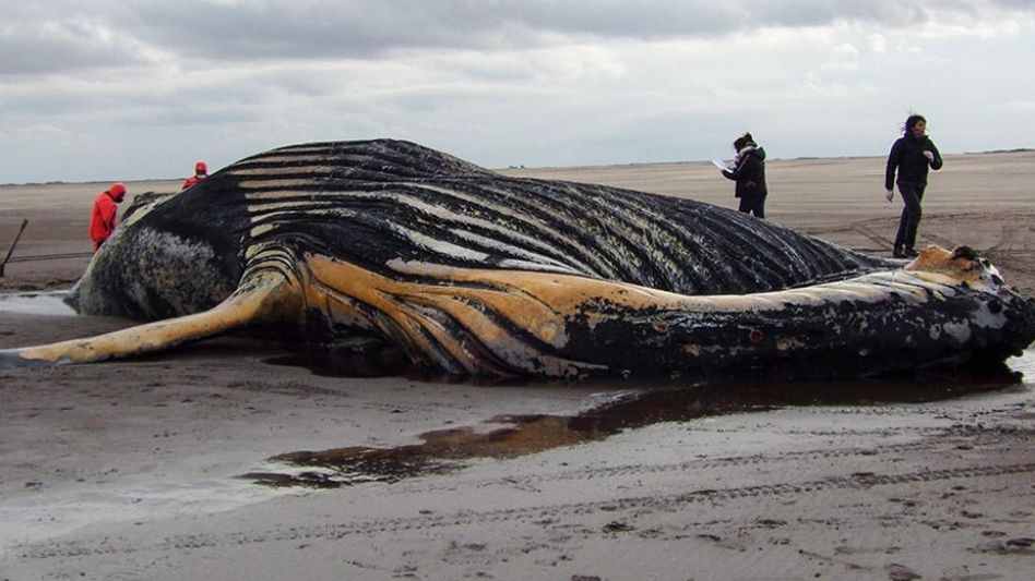 Imponente hallazgo: apareció una ballena muerta en las costas del balneario Marisol