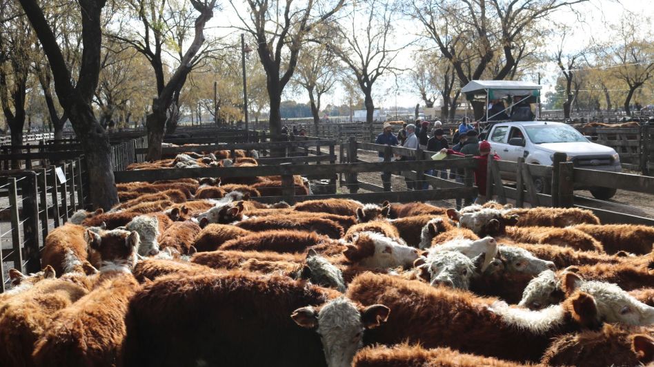 Tres lotes de terneras pampas y hasta $17.200/135Kg., en Néstor I. Goenaga y Cía.