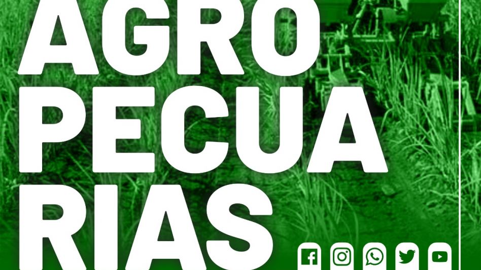 Últimos lotes de cosecha de sorgo