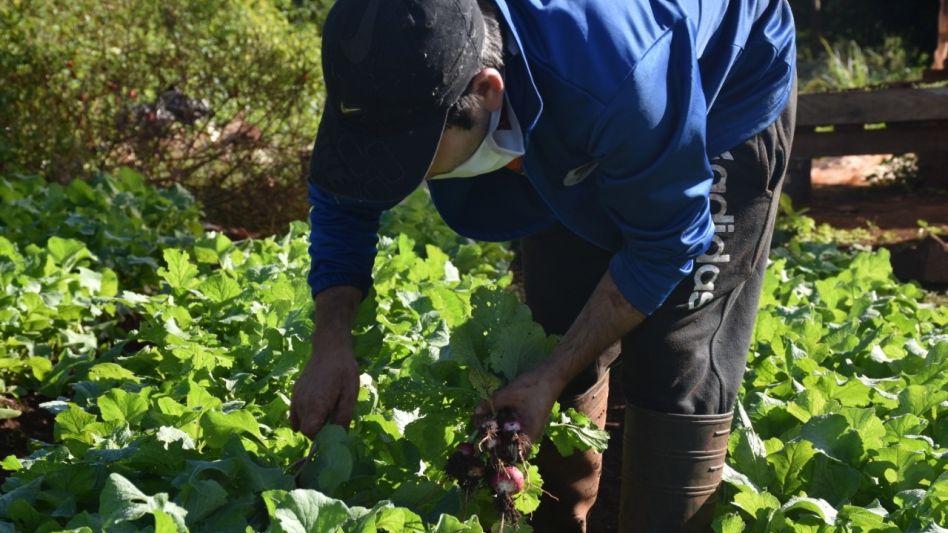 La mayoría de los agricultores familiares en América Latina y el Caribe trabaja en un marco de carencia de equipos de protección y protocolos sanitarios en plena pandemia de Covid-19. 