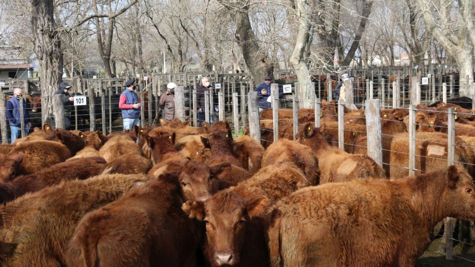 Las vaquillonas de Alfredo Giusti $39.500 que se destacaron en el encierre de Hourcade Albelo y Cía.