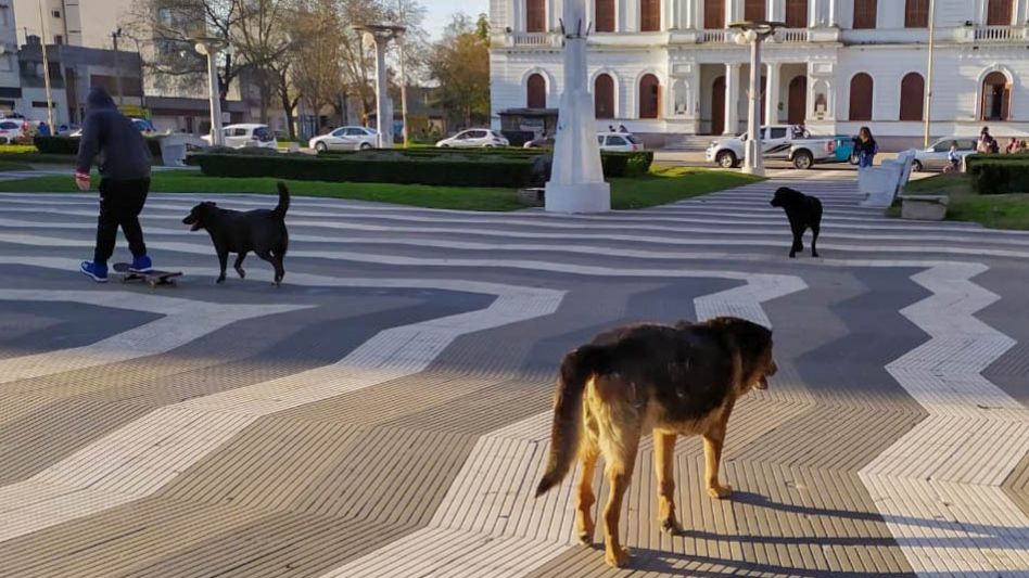 La problemática de los perros callejeros fue uno de los temas abordados durante la entrevista.