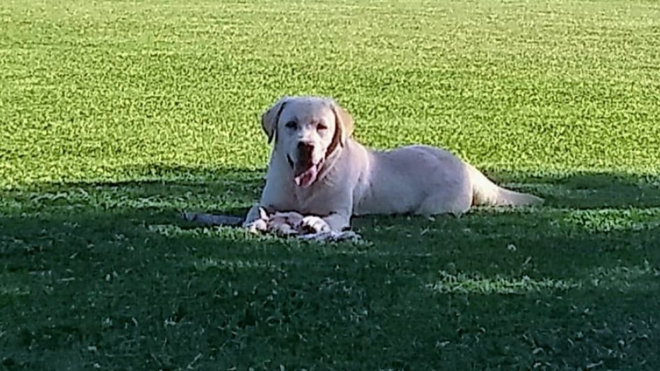 La historia de Copito, un perro penitenciario que en su primera jornada laboral detectó drogas en seis encomiendas
