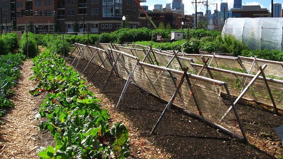 La agricultura urbana cada vez adquiere mas relevancia en numerosas ciudades del mundo (Imagen: Universidad de Valladolid)