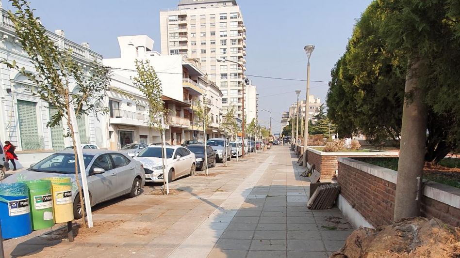 Ligustros de buen tamaño eligieron para reemplazar a los viejos ejemplares de acacias, que ya configuraban un peligro para la comunidad. PRENSA MUNICIPAL