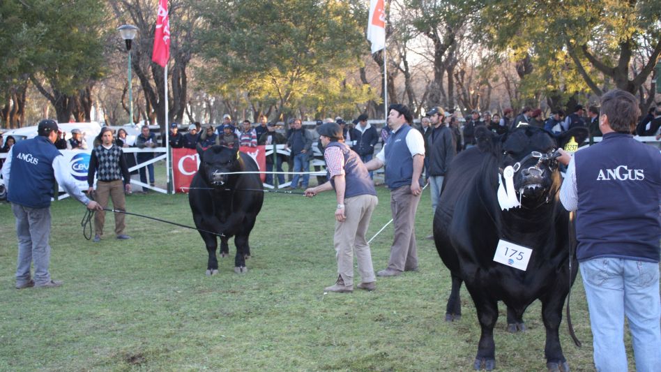 La Nacional Angus podría volver a la Sociedad Rural de Azul.