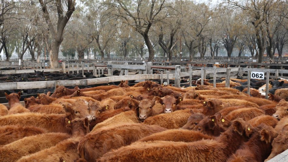 Las terneras que para cría hicieron punta en Néstor I. Goenaga y Cía.l.