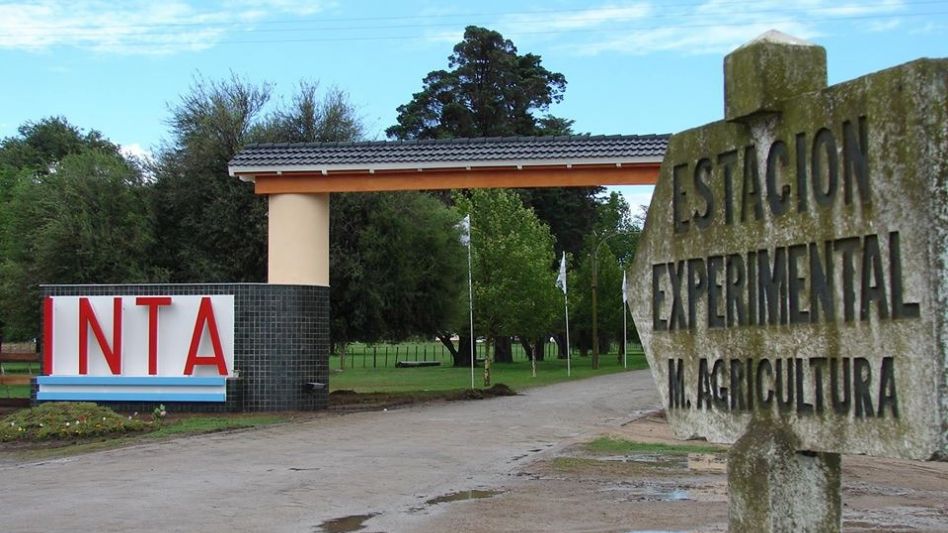 Investigadores del INTA Manfredi ?Córdoba? presentaron dos nuevos híbridos de girasol: Calchaquí INTA y Chané CL INTA.