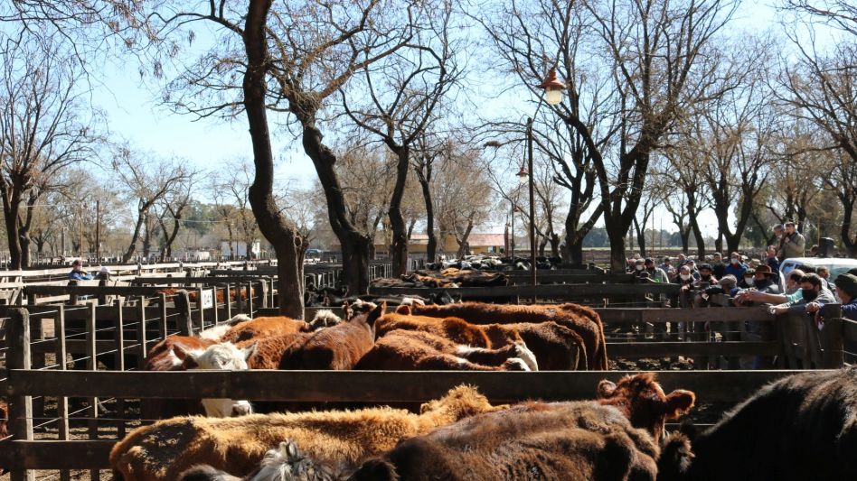 Todas las vacas hallaron interesados y hubo subas de hasta $10.