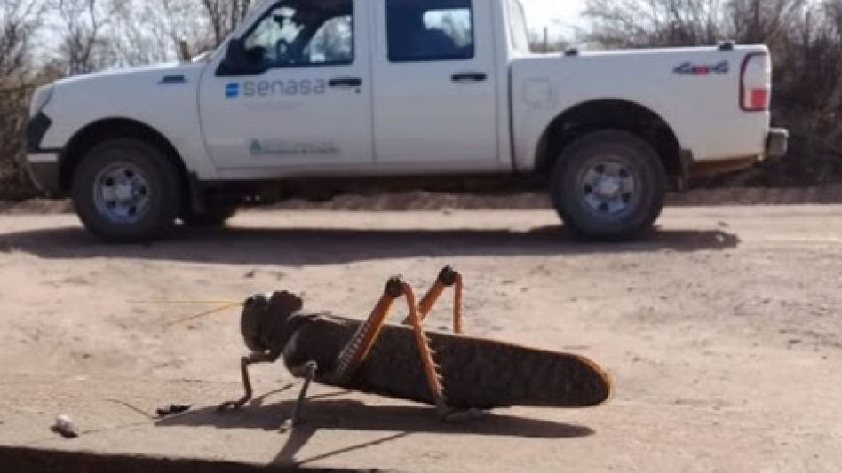  La langosta avanza desde hace meses desde la zona norte del país.