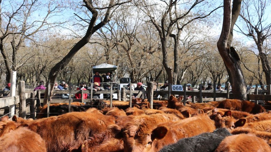Los conjuntos de terneros que hicieron punta en Néstor I. Goenaga y Cía. 