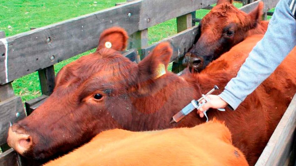 Se concretó la primera campaña del año de vacunación contra la aftosa.  