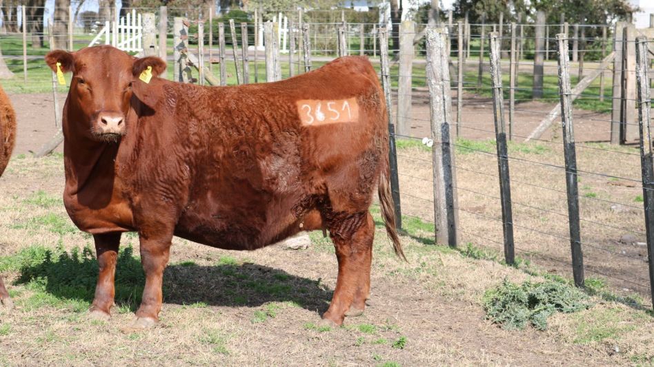 La vaquillona Angus PP de Tres T SA. que alcanzó los $620.000 en la venta de ayer.