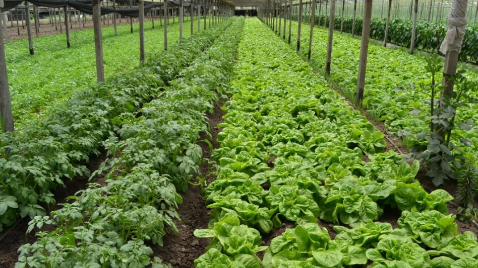 Aprueban proyectos hortícolas agroecológicos para 2.400 productores bonaerenses