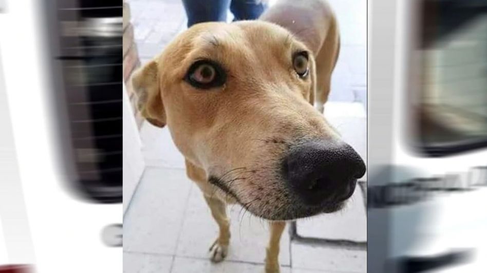 Un empleado municipal irá a juicio por la muerte de un perro callejero