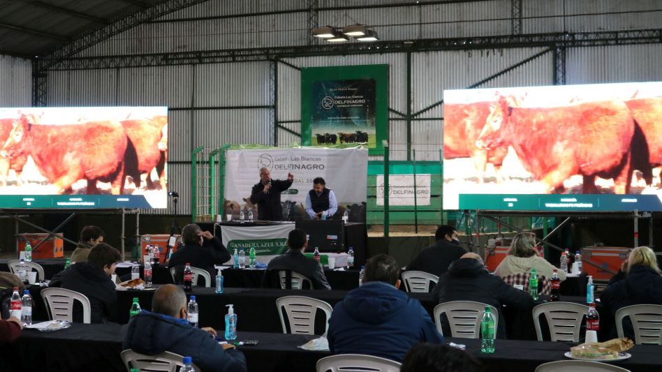 El nuevo escenario en la venta anual de Las Blancas. 