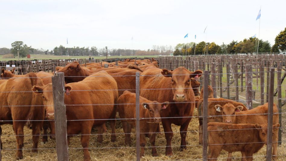 Las vacas paridas que se destacaron en los corrales de Delfinagro.