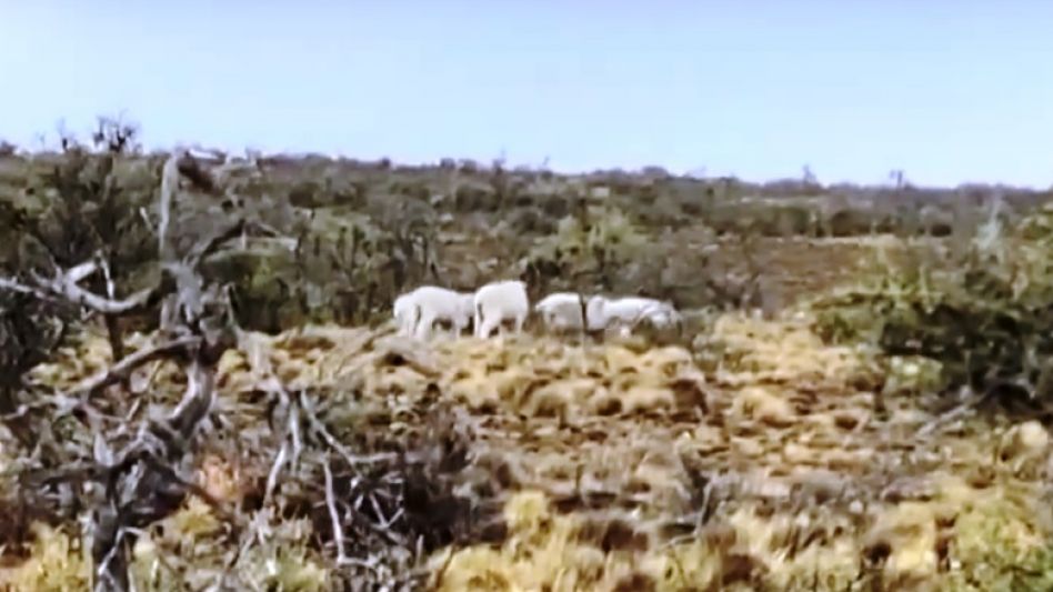 Gran parte de la Patagonia Argentina reúne las condiciones para realizar producción orgánica. PATAGONIA SUR SUR