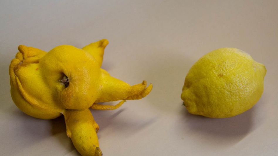 El limón con forma de estrella que cosechó Juan Carlos en su quinta. NICOLAS MURCIA