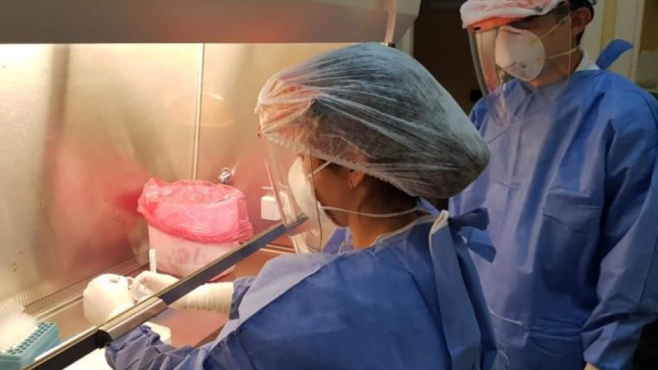 Coronavirus: informan 113 nuevos fallecimientos y 11.674 casos positivos