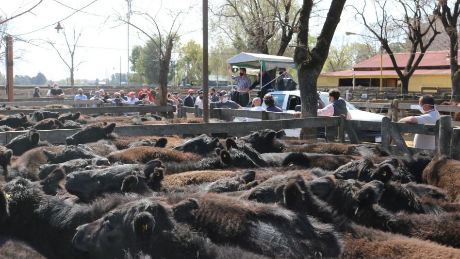La novillada de Las Rosas que sobresalió en la venta de Néstor I. Goenaga y Cía.
