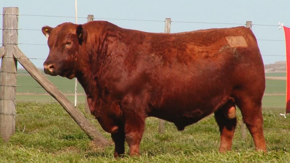 Un promedio general de $222.237 por los Angus colorados de la cabaña local.