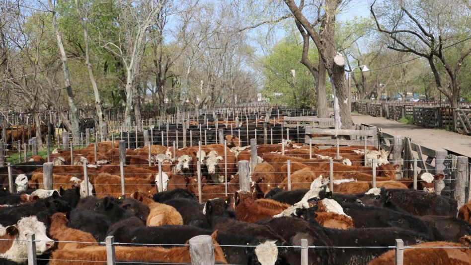 Fuerte salida de animales por la sequía y 5.250 cabezas vendidas en Hourcade, Albelo y Cía.