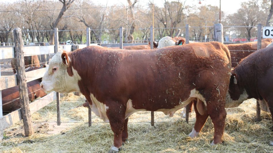 En el final del ciclo, hasta $275.000 por un toro S/ de la cabaña Los Ángeles.