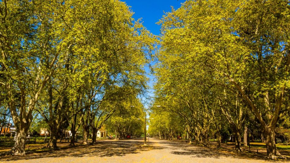 Un nuevo aniversario de nuestro Parque Municipal: floreciendo en pandemia