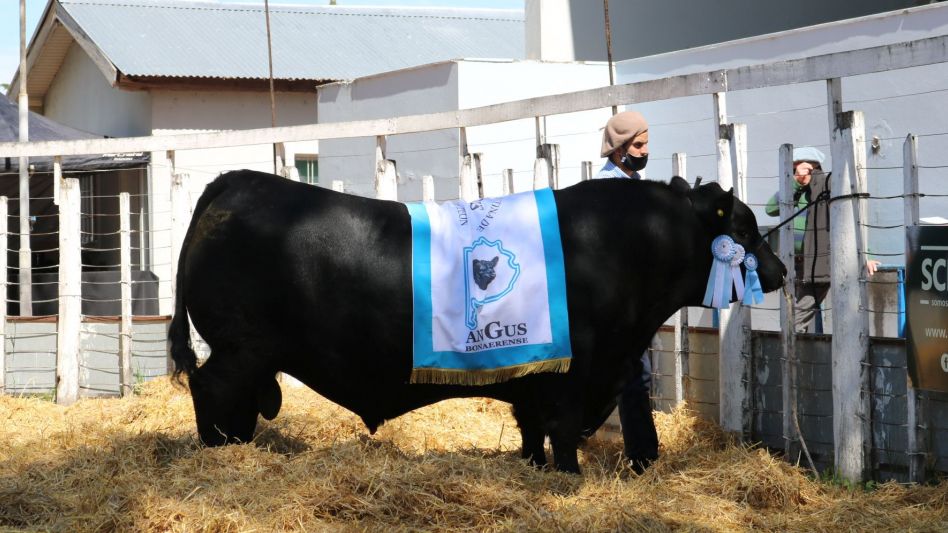 El Gran Campeón Angus de la Sociedad Rural de Olavarría que compró Gustavo Pouyanne para Los Cerritos.